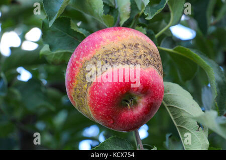 Apple Orchard zur Ernte bereit. Morgen geschossen von einem Apple mit Ring, verursacht durch Frost während der Blüte Stockfoto