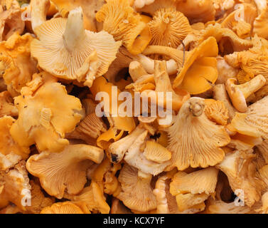 Stapel der frische Pfifferlinge Pilze auf dem Markt verkauft. Stockfoto