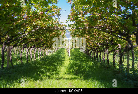 Landschaft der Weinberge des Trentino Alto Adige in Italien. die Weinstraße Stockfoto