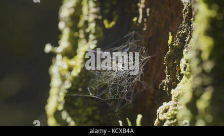 Große Spinnenbahn, an einem Baum, am morgendlichen Tau, mit natürlichem Hintergrund, sehr solides Kopfsteinpflaster Stockfoto