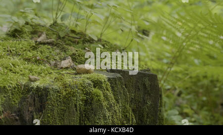 Stumpf im Wald. Alter Baumstumpf bedeckt mit Moos. Stumpf grünes Moos Fichte Kiefer Nadelbaum Wald Park Holz Wurzelrinde Sonnenlicht Hintergrund Stockfoto