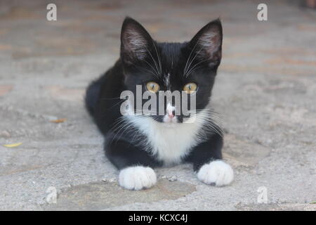 Schwarze und weiße Katze mit gelben Augen kauert auf einem Steinboden. Stockfoto