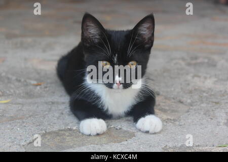 Schwarze und weiße Katze mit gelben Augen kauert auf einem Steinboden. Stockfoto