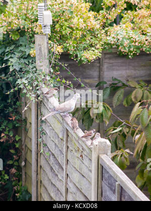 Schöne zoom Portrait von collared Dove auf hölzernen Zaun Garten gehockt, Essex, England, Großbritannien Stockfoto