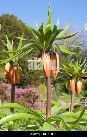 Red Crown Imperial Blumen fritillaria rubra Stockfoto