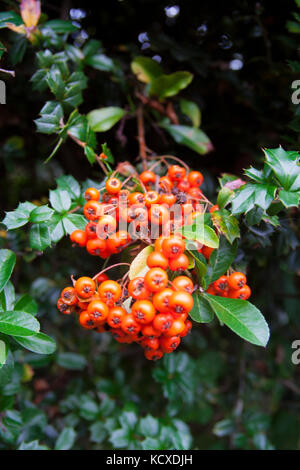 Die Trauben der Roten Herbst Beeren, Weihnachten Konzept, rote Beeren holly Winter üppigen Weihnachten pflanzen Traditionen tradition Weihnachten Symbole Blumen Stockfoto