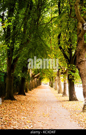 Griffith Avenue, Dublin 9, Irland, von Bäumen gesäumten Straße im Herbst üppige Farben und Laub, Blätter fallen im Herbst Konzept, Dublin Straße Bäume Stockfoto