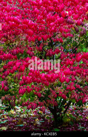 Euonymus alatus 'Compactus', geflügelte Spindel oder brennender Busch, Herbststrauch mit Gartenbelaubung Stockfoto