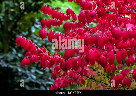 Euonymus alatus 'Compactus', geflügelte Spindel oder brennenden Busch im Garten Herbst rote Farbe Laub Stockfoto