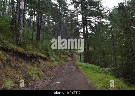 Aoos Fluss und Wald in der Nähe von vovousa Vilage, Valia Calda Nationalpark, Griechenland Stockfoto