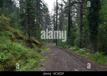 Aoos Fluss und Wald in der Nähe von vovousa Vilage, Valia Calda Nationalpark, Griechenland Stockfoto