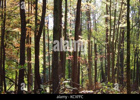 Einen schönen Tag in der Natur verbracht, auf Bäume und den Wald mit einem Weg, der zu mehr Natur anzeigen Chancen Stockfoto