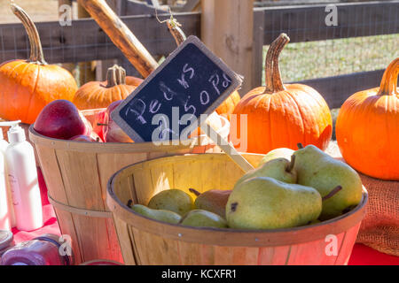 Werbung sign Birnen zum Verkauf mit einem Korb von Birnen, Äpfel und Kürbisse im Hintergrund bei Schweiger ranch Herbstfest, Lone Tree, Colorado, u Stockfoto