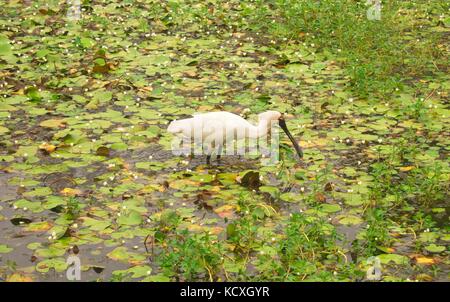 Royal Löffler Vogel auf der Suche nach Nahrung in einem flachen See Stockfoto