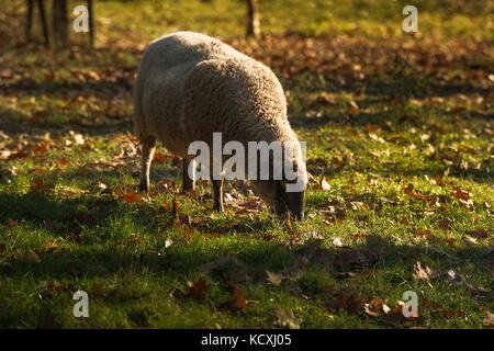 Ein Schaf ist die Beweidung im Herbst Sonnenlicht Stockfoto