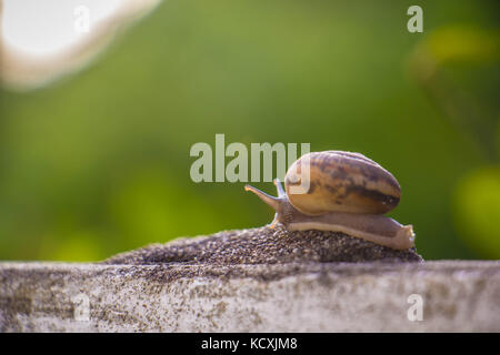 Schnecke an der Betonwand in Makro Nahaufnahme Morgensonne verschwommenen Hintergrund Stockfoto