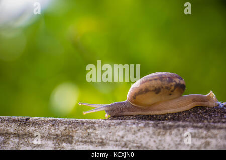 Schnecke an der Betonwand in Makro Nahaufnahme Morgensonne verschwommenen Hintergrund Stockfoto