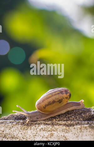 Schnecke an der Betonwand in Makro Nahaufnahme Morgensonne verschwommenen Hintergrund Stockfoto