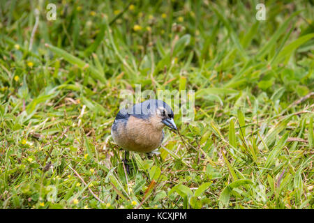 Azoren Chaffinch (Fringilla coelebs moreletti), am Furnas-See auf der Insel São Miguel gefunden. Stockfoto