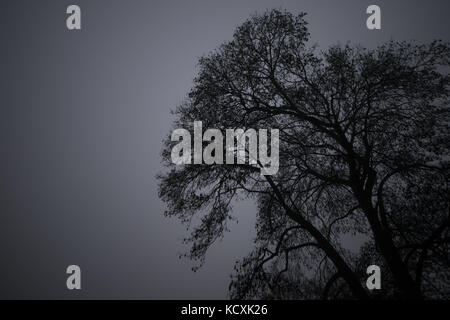 Geheimnisvolle Nebel dunklen Szene von Bäumen Stockfoto