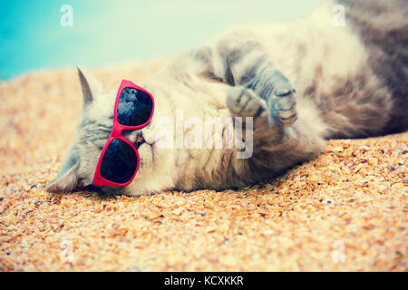 Сat mit Sonnenbrille am Strand entspannen Stockfoto