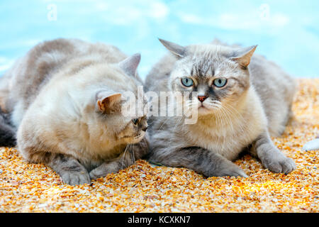 Zwei Katzen Entspannen am Strand Stockfoto