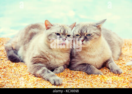 Zwei Katzen Entspannen am Strand Stockfoto