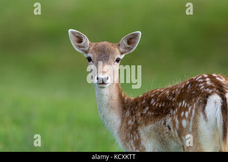 Nahaufnahme der wunderschönen Damahne (Dama dama), die isoliert in der britischen Landschaft steht und direkt in die Kamera starrt. Britische Hirsche in freier Wildbahn. Stockfoto