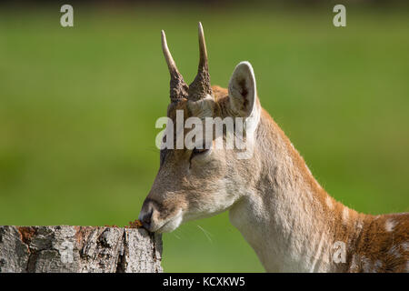 Seitenansicht Nahaufnahme eines jungen, wilden UK Damwild-Hirschbucks (Dama dama) mit winzigen Geweihen, schnüffelnd an wildem Pilz auf Baumstumpf. UK Rotwild Tier. Stockfoto