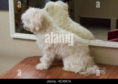 Weiß maltesischen Seitenansicht. haarige Hund auf den Tisch. Jungen reinrassigen Hund. Stockfoto