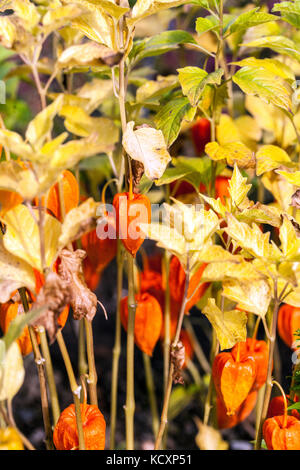 Chinesische Laterne, Physalis alkekengi, Herbstfarben Garten Grenze herbstliche Gartenpflanze Stockfoto