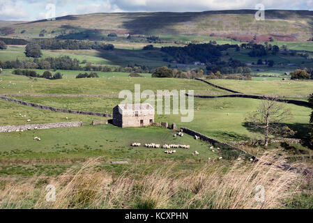 Schafe grasen in der Nähe ein altes Feld Scheune in der Nähe von Hawes Wensleydale, Yorkshire Dales National Park, Großbritannien Stockfoto