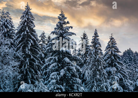 Verschneiten Wald Fichte unter Abendhimmel. traumhafte Natur Hintergrund Stockfoto