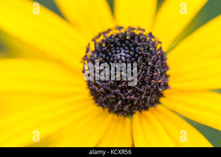 Rudbeckia fulgida 'Goldstrum' orange Coneflower in voller Blüte Stockfoto