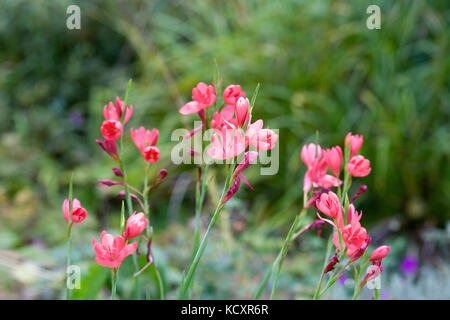 Hesperantha coccinea 'Major' Blumen. Stockfoto