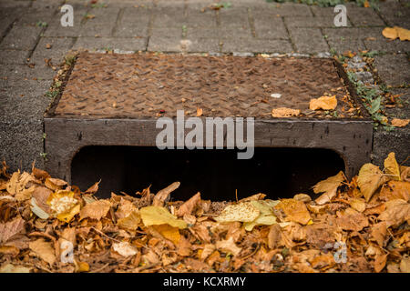 Gully im Herbst mit Blättern Stockfoto
