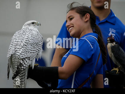 Annapolis, Maryland, USA. 7. Okt 2017. United States Air Force Falcon bei einem NCAA Football Spiel zwischen der United States Naval Academy Midshipmen und die United States Air Force Academy Falken an der Marine Marine Corp Stadion in Annapolis, Maryland. Justin Cooper/CSM/Alamy leben Nachrichten Stockfoto