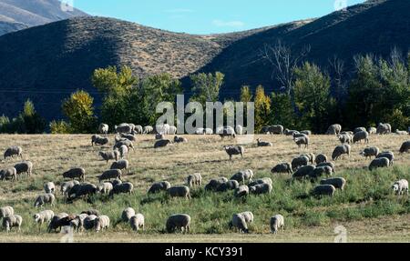 Hailey, Idaho, USA. 07 Okt, 2017. Schafe grasen auf einem Feld im Verlauf der 21. jährlichen Trailing der Schafe Festival. Feiern der Kultur, des Erbes und der Geschichte der Schafe ranching und Schafe weideten in Idaho und der Westen, die fünftägige Festival bietet Workshops, Küche, eine folklife Messe, Schäferhund Studien, eine Wolle fest und der klimatischen Schafe Parade durch die Innenstadt von Ketchum. Credit: Brian cahn/zuma Draht/alamy leben Nachrichten Stockfoto