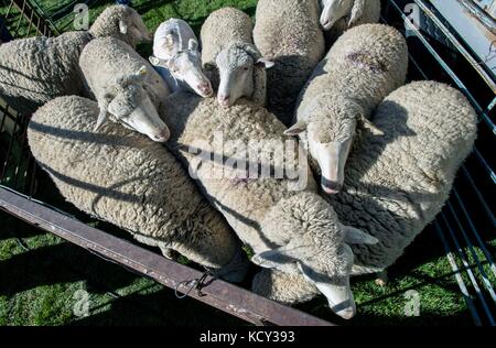 Hailey, Idaho, USA. Oktober 2017. Schafe werden vor dem Scheren während des 21. Jährlichen Trailing of the Sheep Festivals festgehalten. Das fünftägige Festival feiert die Kultur, das Erbe und die Geschichte der Schafzucht und Schafhaltung in Idaho und dem Westen und bietet Workshops, Küche, eine folklife-Messe, Schafhundversuche, ein Wollfest und die rasante Schafparade durch die Innenstadt von Ketchum. Quelle: Brian Cahn/ZUMA Wire/Alamy Live News Stockfoto