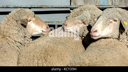 Hailey, Idaho, USA. Oktober 2017. Schafe werden vor dem Scheren während des 21. Jährlichen Trailing of the Sheep Festivals festgehalten. Das fünftägige Festival feiert die Kultur, das Erbe und die Geschichte der Schafzucht und Schafhaltung in Idaho und dem Westen und bietet Workshops, Küche, eine folklife-Messe, Schafhundversuche, ein Wollfest und die rasante Schafparade durch die Innenstadt von Ketchum. Quelle: Brian Cahn/ZUMA Wire/Alamy Live News Stockfoto