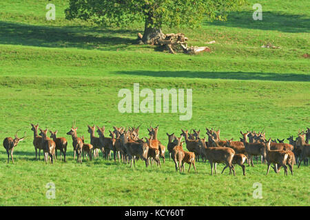 Bristol, UK. 08 Okt, 2017. De Wild in Ashton Hof Immobilien in Bristol versuchen, aus einem Heißluftballon an einem warmen Morgen. Credit: Robert timoney/alamy leben Nachrichten Stockfoto
