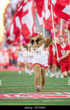 Houston, TX, USA. 7. Okt 2017. Houston Cougars Maskottchen Sasha in das Feld vor einem NCAA Football Spiel zwischen der SMU Mustangs und der Universität von Houston Cougars bei tdecu Stadion in Houston, TX. Houston gewann das Spiel 35-22. Trask Smith/CSM/Alamy leben Nachrichten Stockfoto