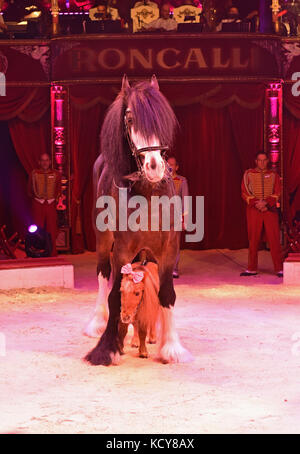 München, Deutschland. Oktober 2017. Pferde können während der Premiere-Gala des Circus Roncalli unter dem Motto „40 Years of Traveling to the Rainbow“ im Leonrods Plaza Zelt in München am 7. Oktober 2017 gesehen werden. Die Jubiläumsaufführung dauert bis zum 12. November 2017. Ursula Düren/dpa/Alamy Live News Stockfoto