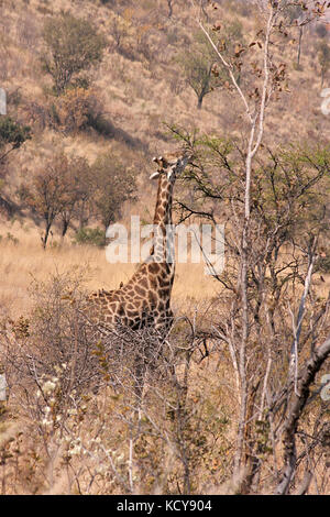 Giraffen erreichen für Blätter im Pilanesberg National Park, Südafrika Stockfoto