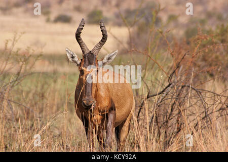 Wasserbüffeln im Pilanesberg National Park, Südafrika Stockfoto