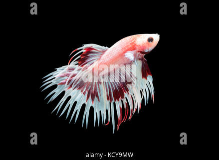 Makro Foto von Siam kämpfenden Fisch (weiße und rote Krone Schwänze kämpfen Fishs), Betta splendens auf schwarzem Hintergrund isoliert, Tier Konzept. Stockfoto