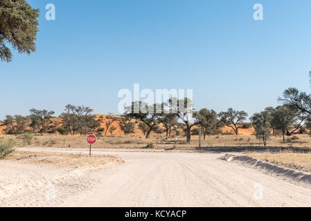 Ausfahrt von askham, einer kleinen Stadt in der Northern Cape Provinz von Südafrika, camelthorn Bäume, rote Sanddünen und Ziegen sind sichtbar Stockfoto