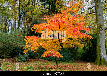Schön bunt Acer im Herbst Farben Stockfoto