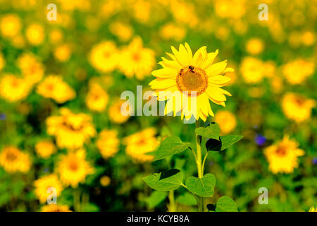 Eine gelbe Sonnenblume (Helianthus annuus) mit 2 Honigbienen (APIs mellifera carnica) in der Mitte eines Sonnenblumenfeldes Stockfoto