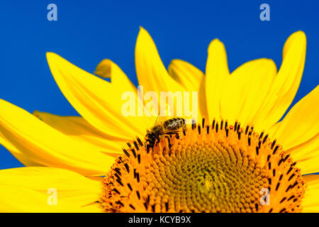 Eine gelbe Sonnenblume (Helianthus annuus) mit einer Honigbiene (APIs mellifera carnica) gegen blauen Himmel Stockfoto